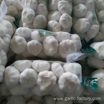 Fresh Garlic 1kg mesh bag 10kg carton